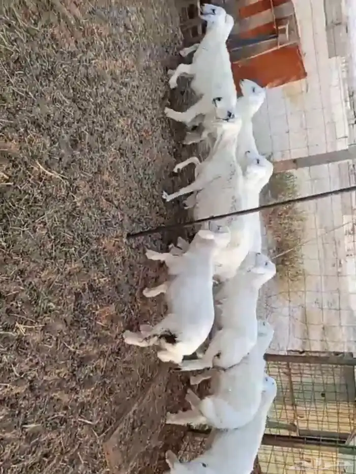 طليان حريات ورخال شرط 0