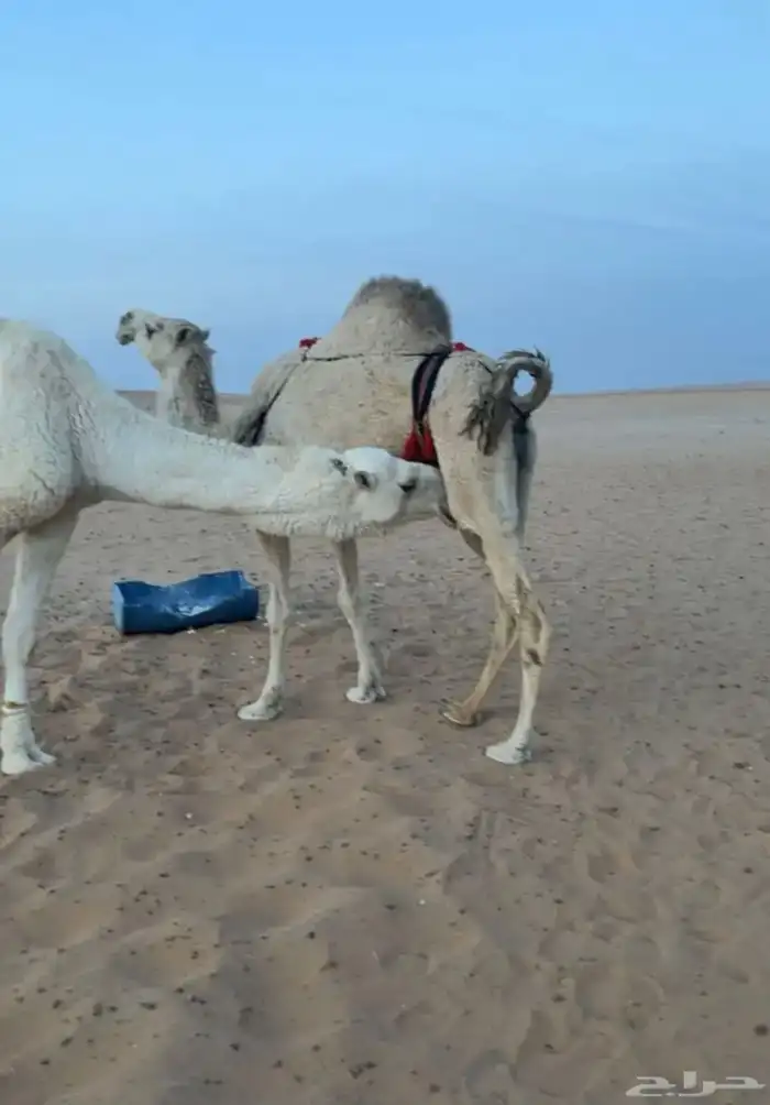 ناقه حايل للبيع 0
