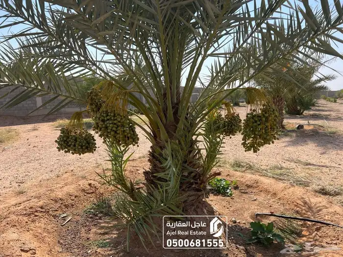 مزرعة للبيع مساحتها 20 الف متر في ثادق 17