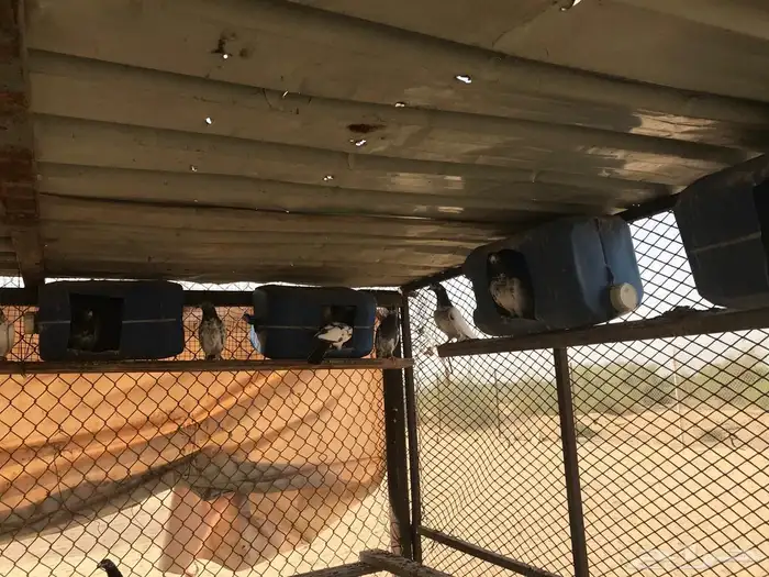 حمام قطيفي وباكستاني للبيع 5