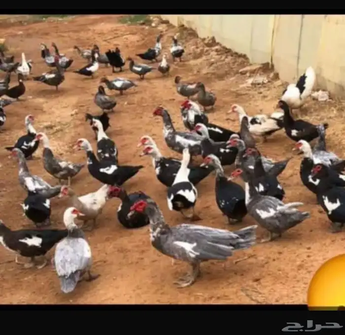 بط شهرمان بالخرج 7