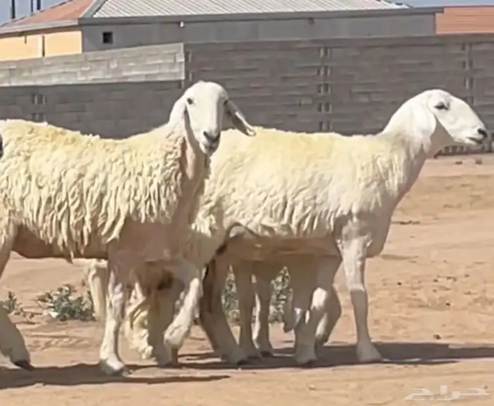 رخال فرديات صنف الصنف فواخر جروم هايله وشعره وروس وعرض وطرف 2