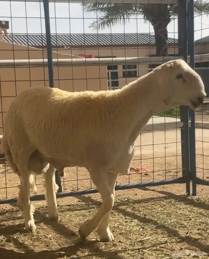 طلي حري ابرص صنف الصنف فاخر من الاخر 6