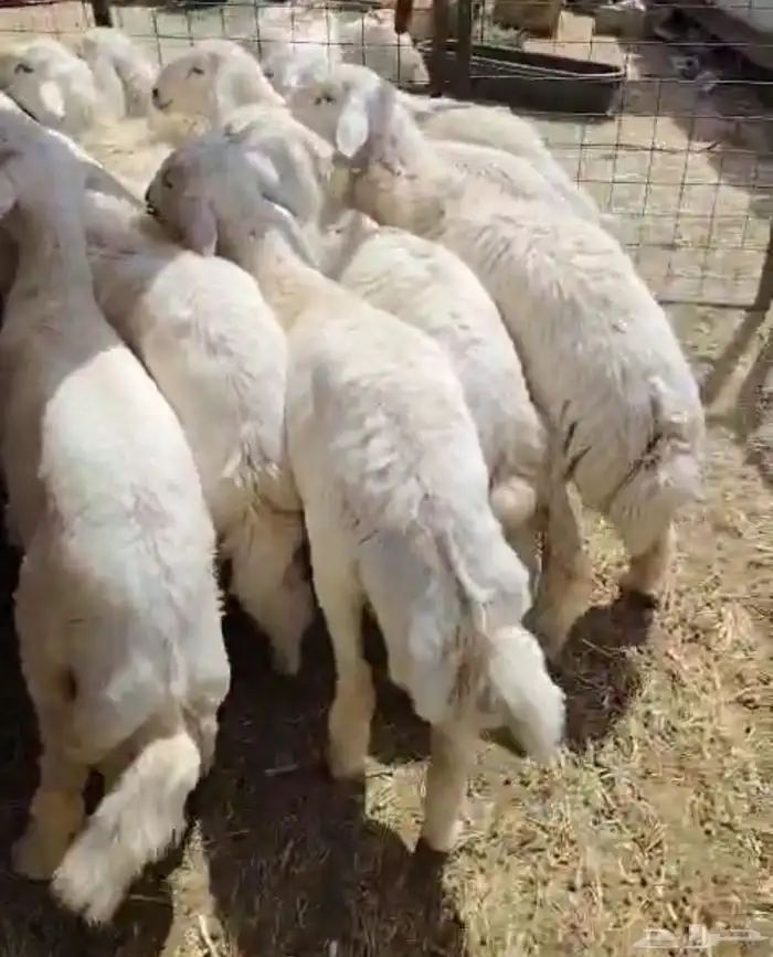 جراح للمندي 0