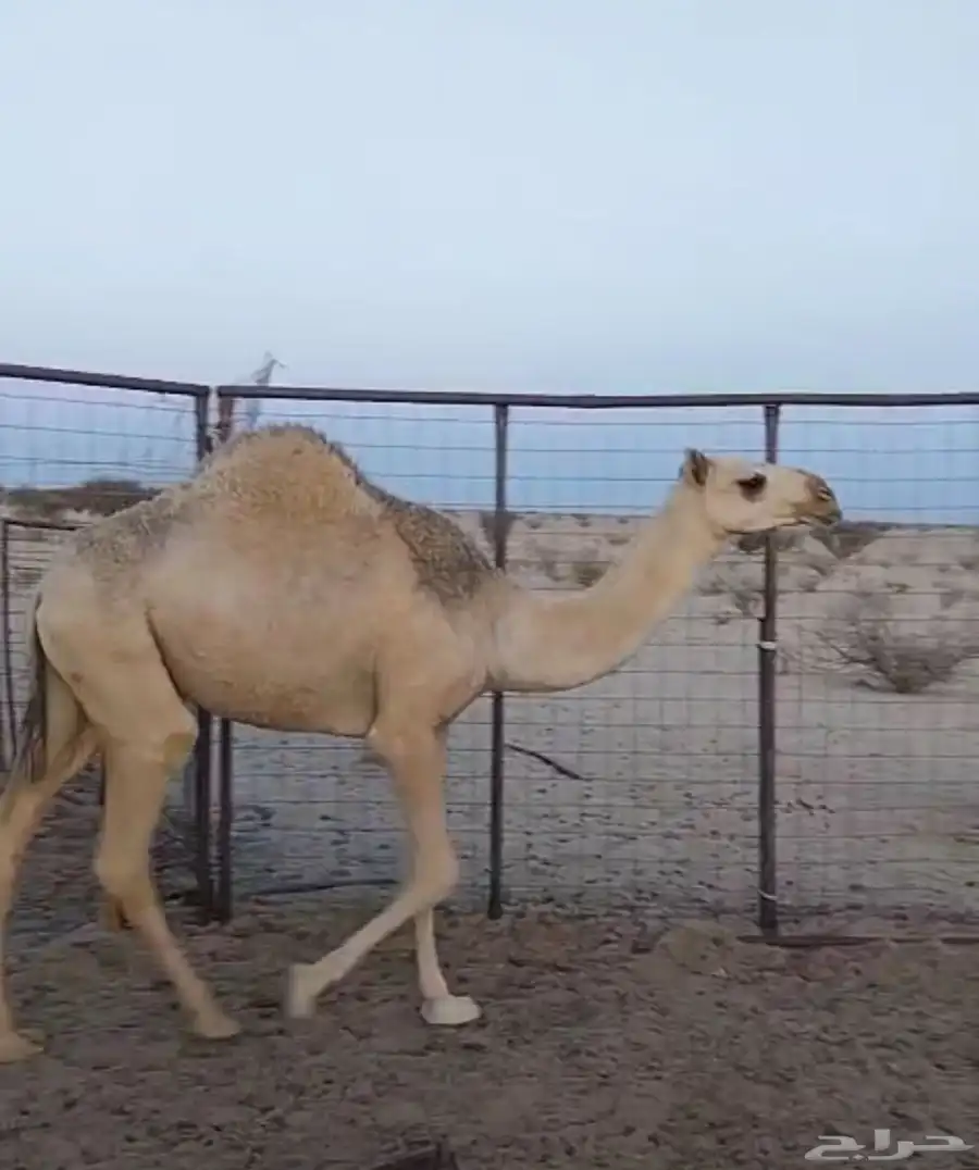 بكره شقحاء حقه 2
