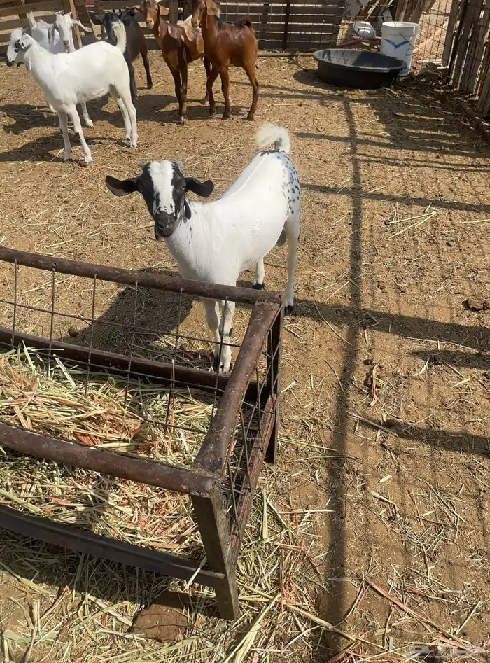 العدد4 تيوس بيشيه بلدي من حلالي اعمارها6 اشهر مقفله شحم 5