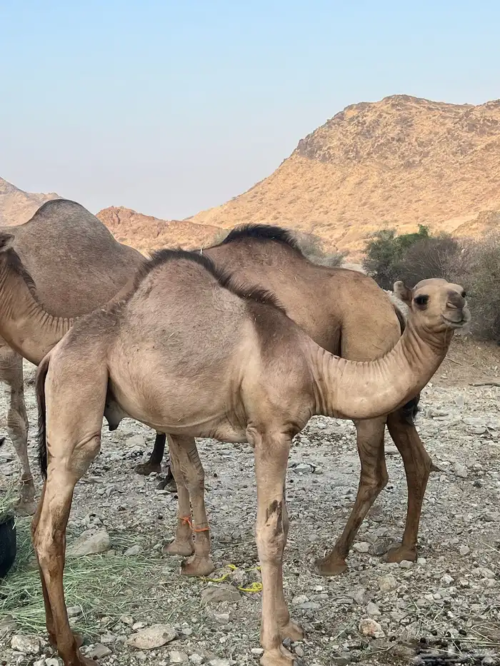 قعدان 2العمر 4شهور أو خمسه شهور 9