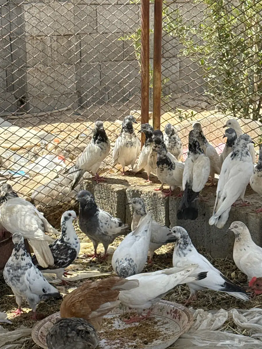 المروه 5