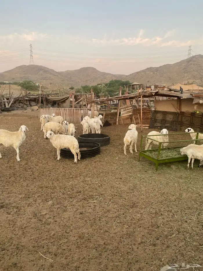 ذبايح طليان و رخال و تيوس حري و سواكني يوجد ذبح و توصيل 1