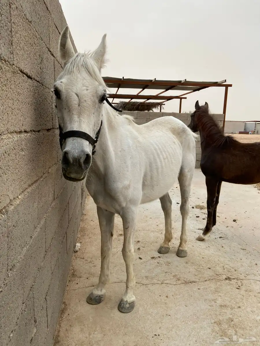 فرس شعبيه 1