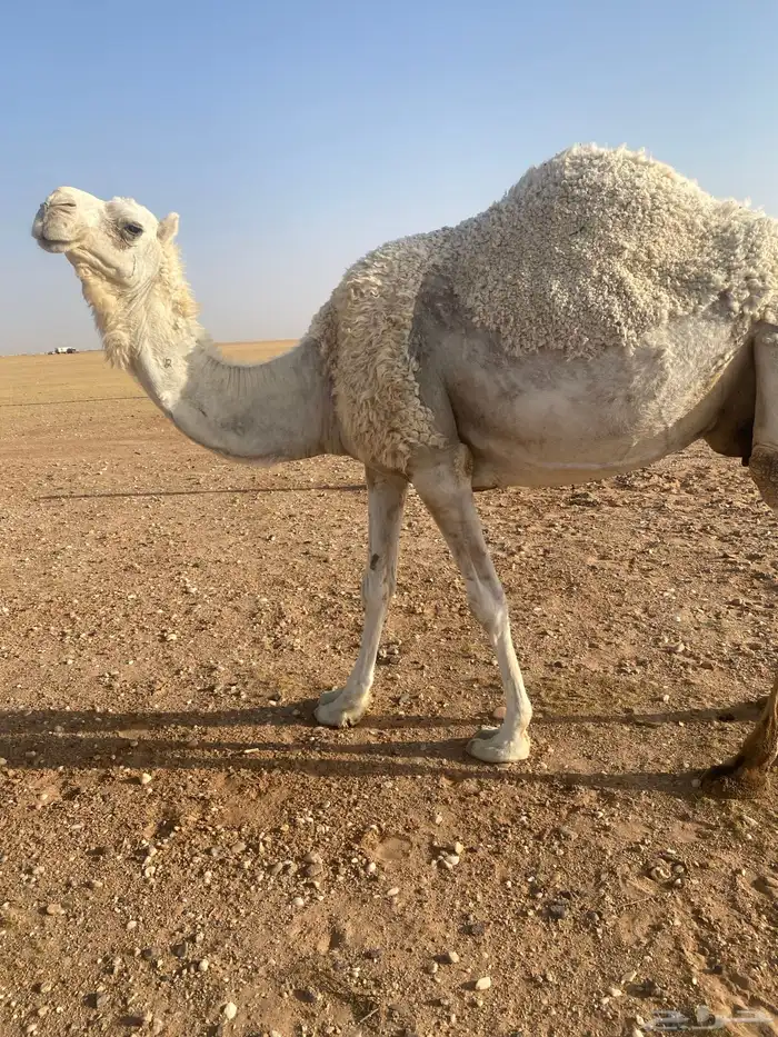 لبيع خلفه وضحاء 0