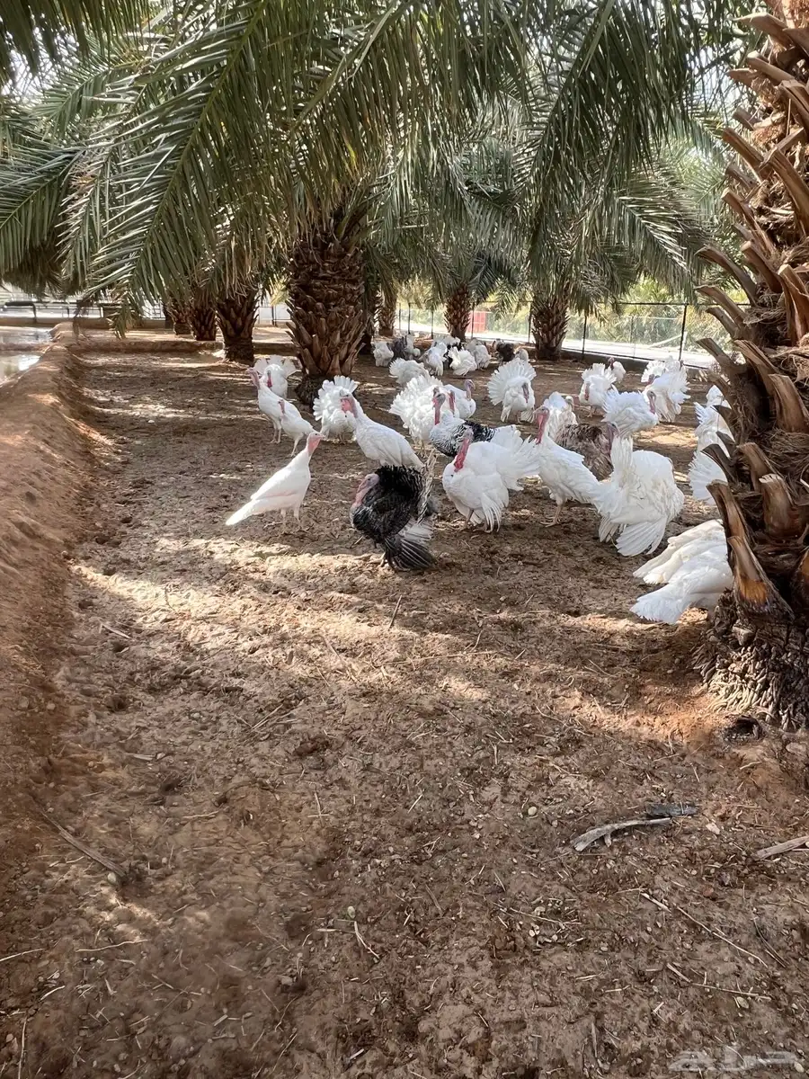 دجاج رومي بياض 3