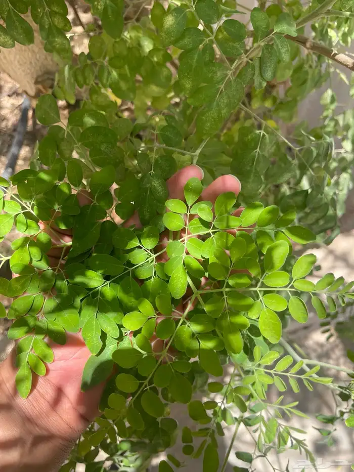 ورق مورنجا 1