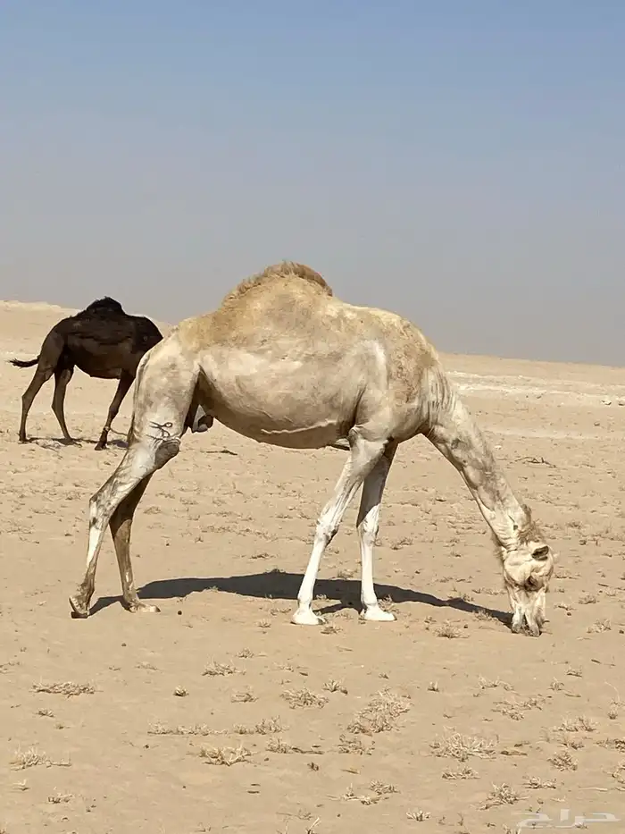 النعيريه 4