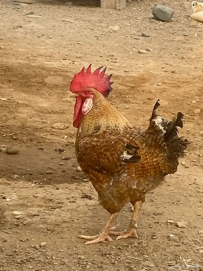 دجاج ارانب بط حجل بذور واشياء اخرى 13