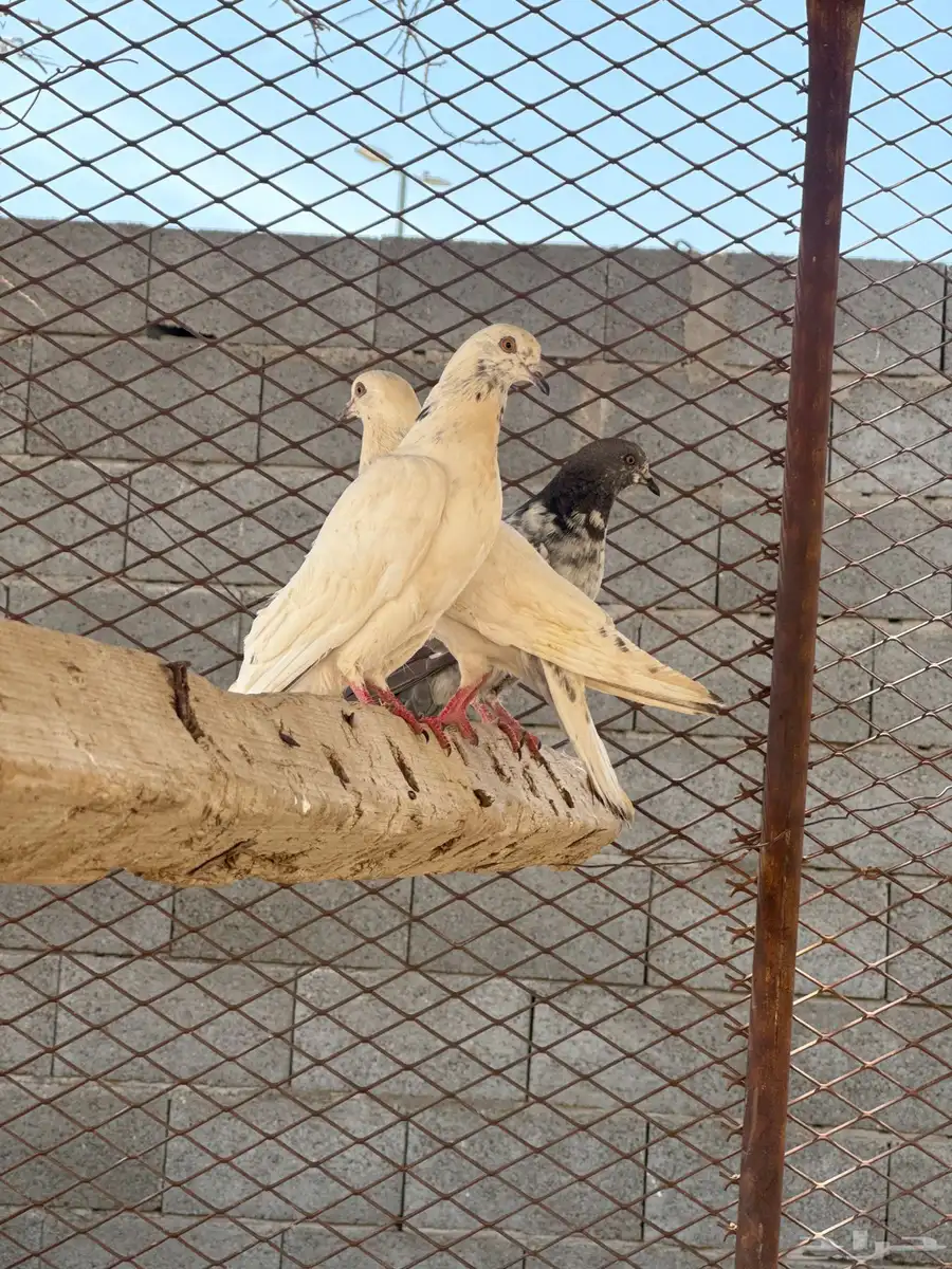 المروه 2