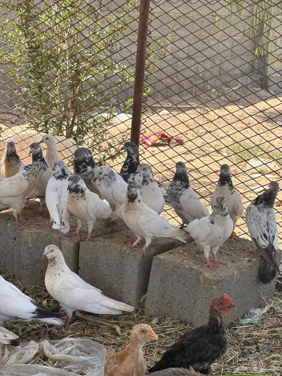 المروه 4