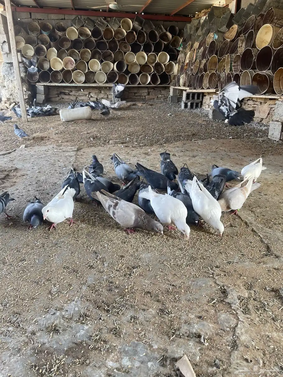 حمام مشكل 0