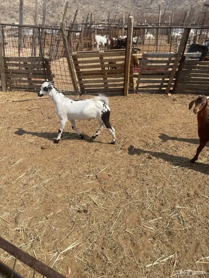 العدد4 تيوس بيشيه بلدي من حلالي اعمارها6 اشهر مقفله شحم 7