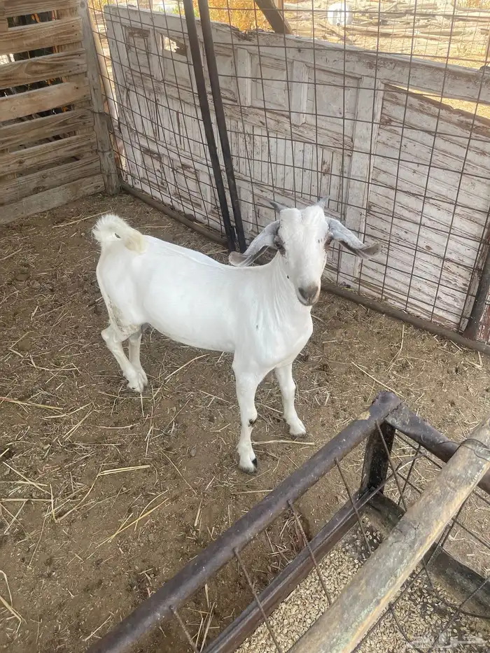 العدد4 تيوس بيشيه بلدي من حلالي اعمارها6 اشهر مقفله شحم 4