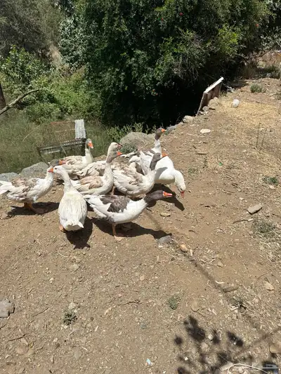 وز بلدي للبيع 4