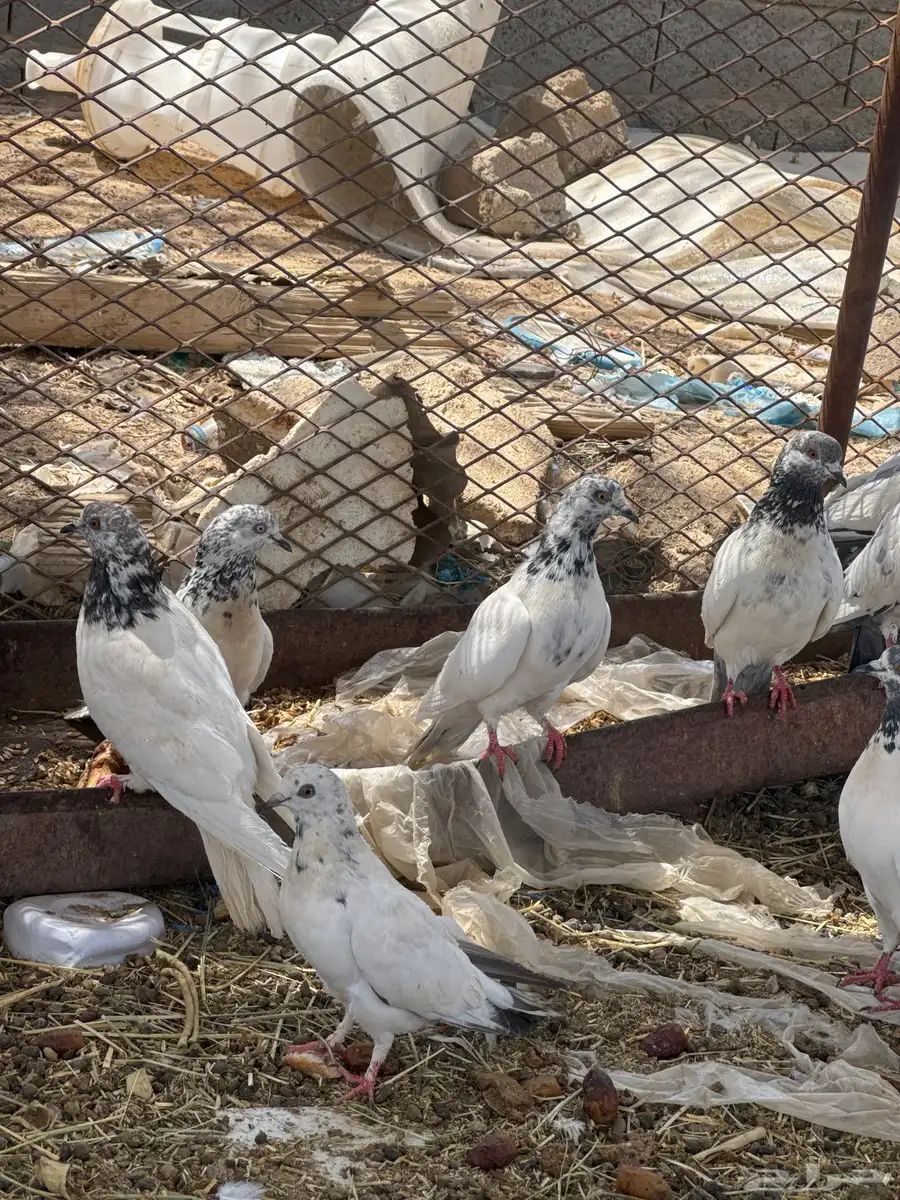 المروه 1