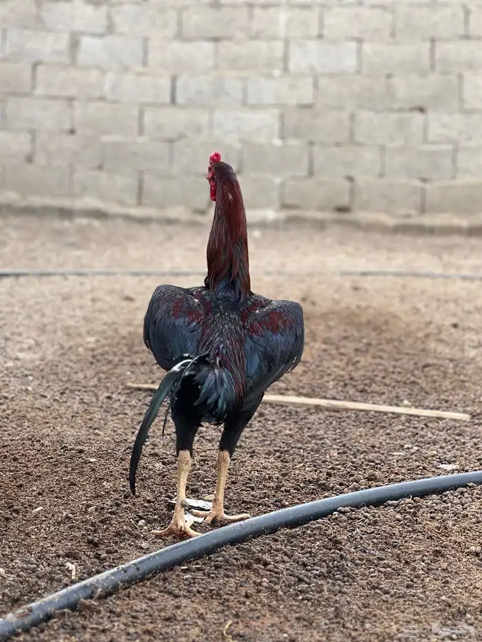 ديك بكستاني سندي 2