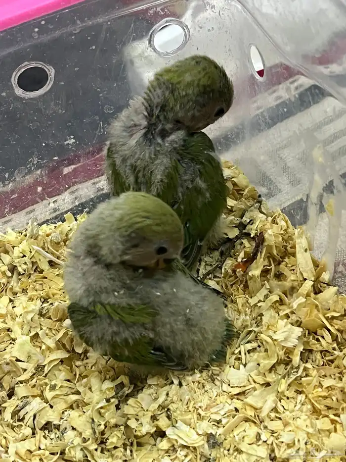 فروج روز الون اخضر 3