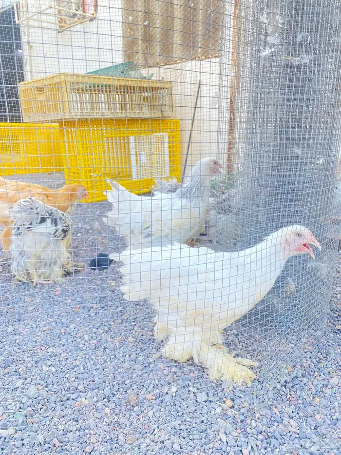 دجاج براهما 2