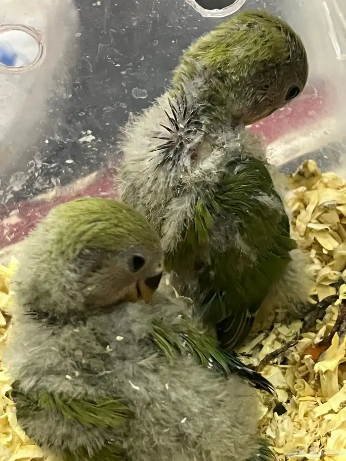 فروج روز الون اخضر 5