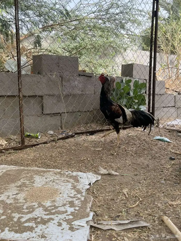 ديك سندي 2
