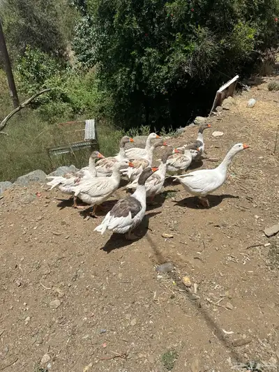 وز بلدي للبيع 5
