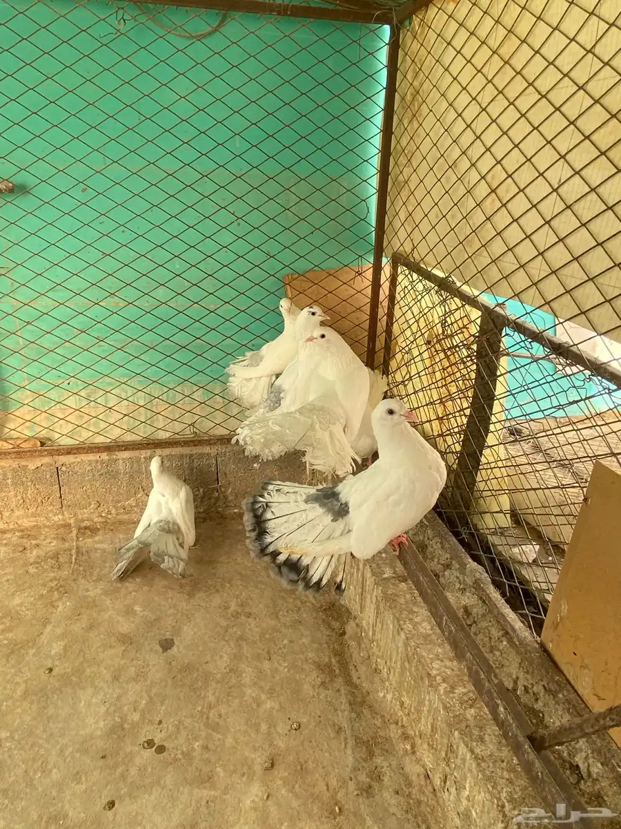 للبيع حمام شماسي 0