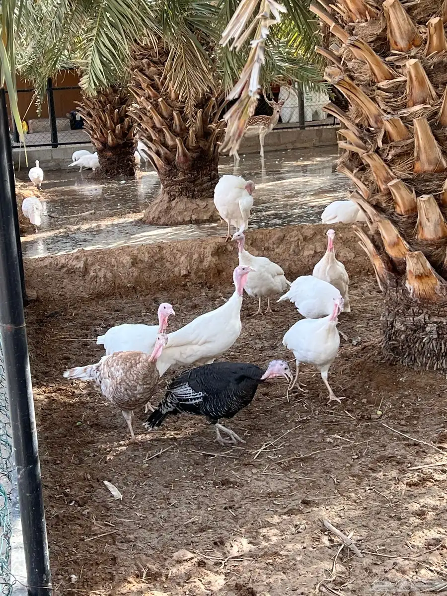 دجاج رومي بياض 0