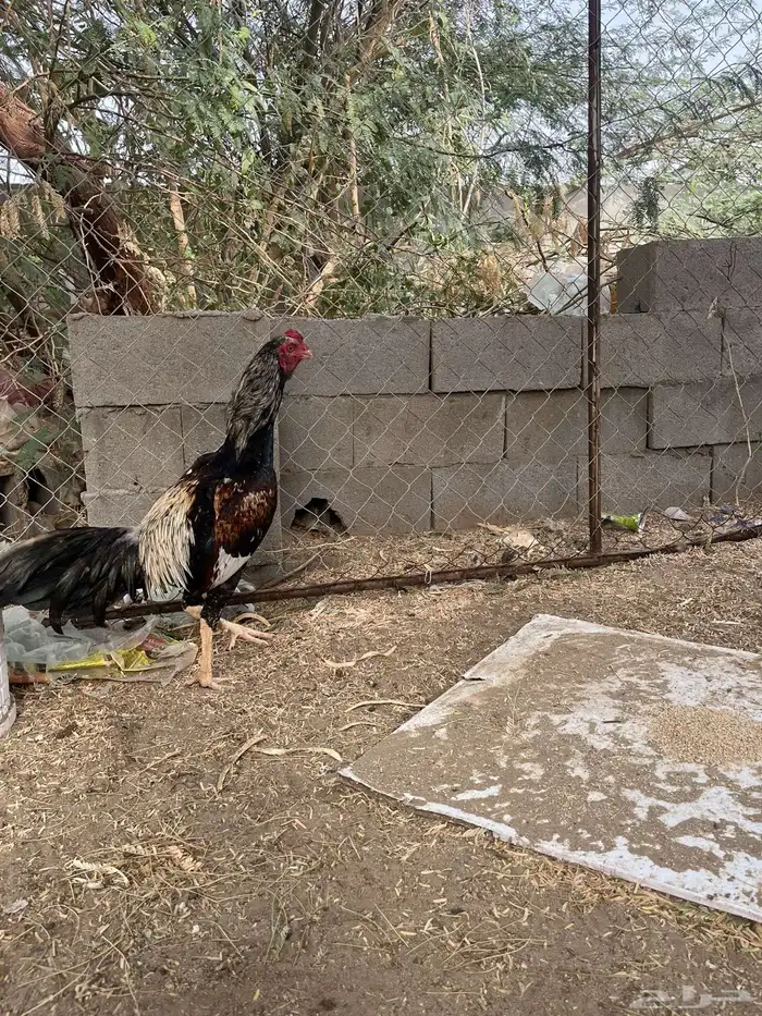 ديك سندي 0