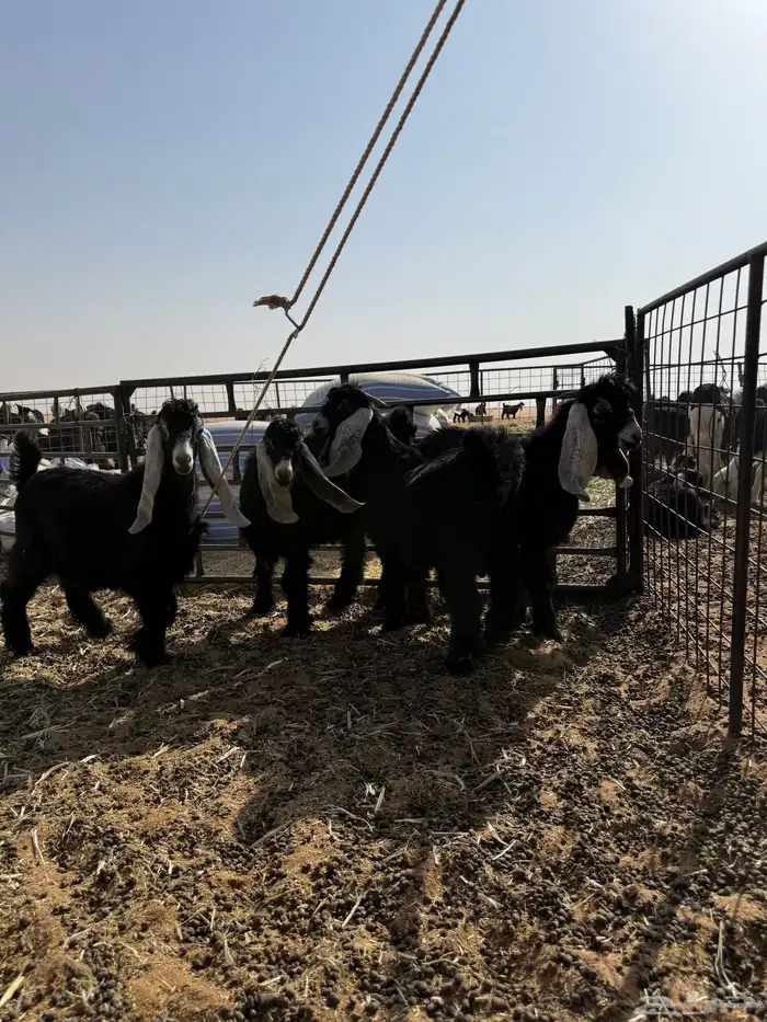 اربع تيوس بريه احوالها النص الموقع ام الجماجم 8