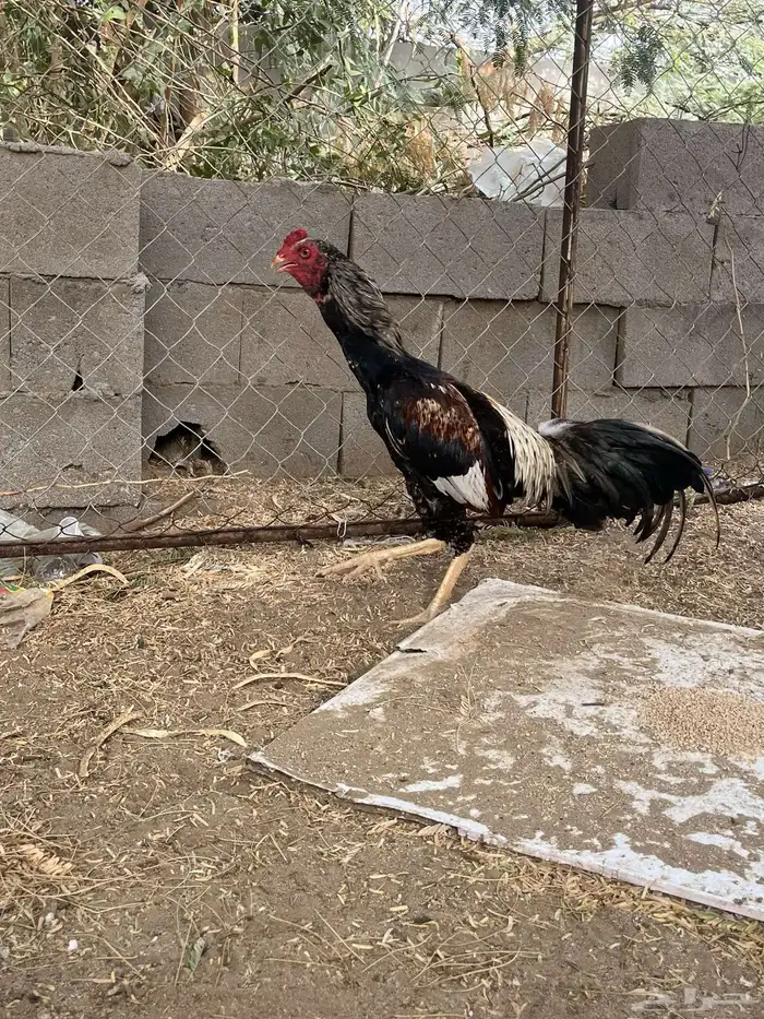 ديك سندي 3