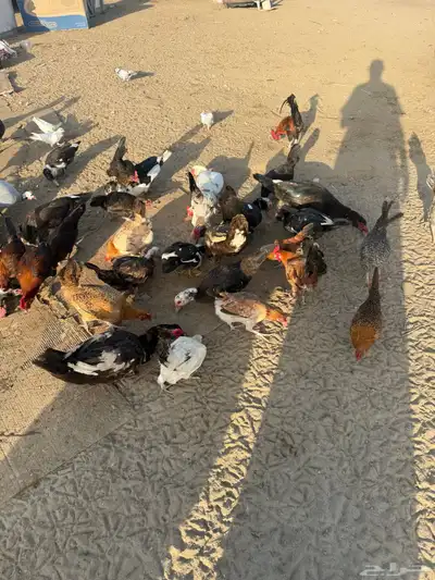 وز عراقي بيور ..بط ..دجاج ..سمان 2