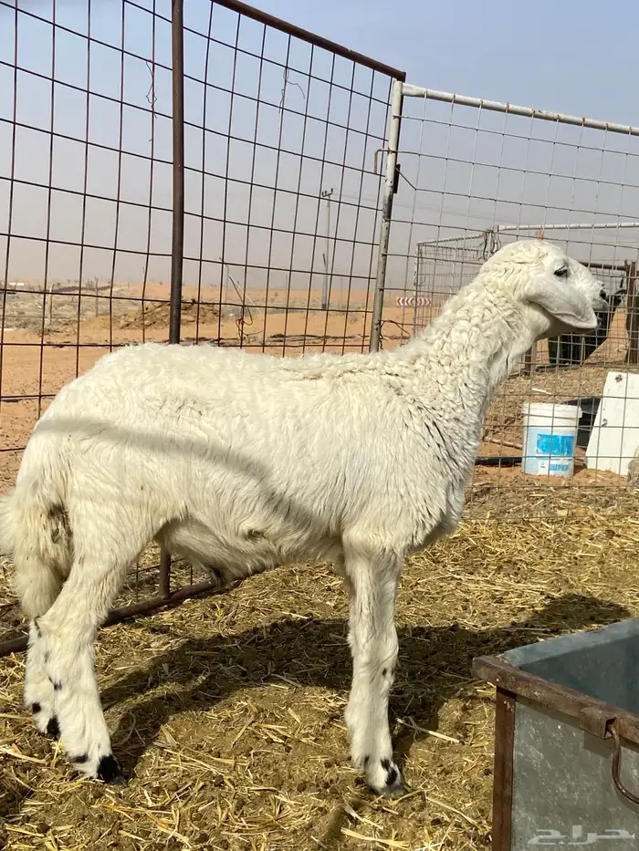 خروف حري طيب شحم 6