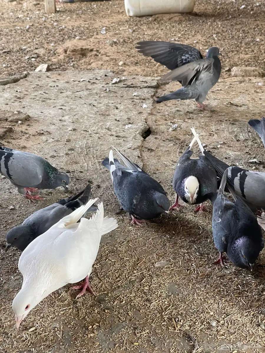 حمام مشكل 2