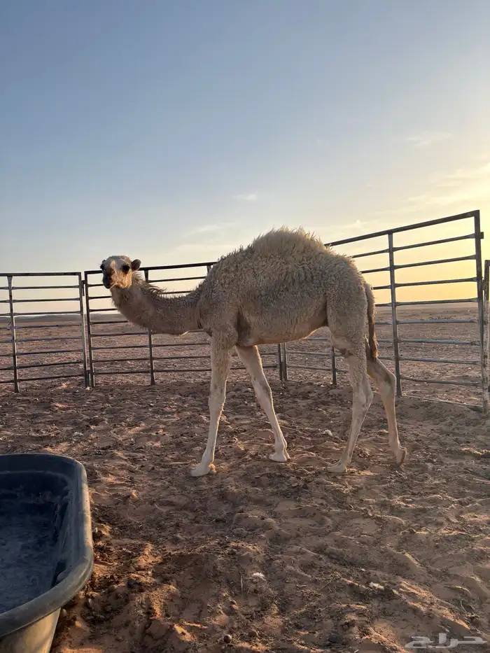 قعود لباني 0