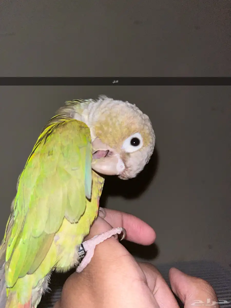 زوج كنيور اناناس 2
