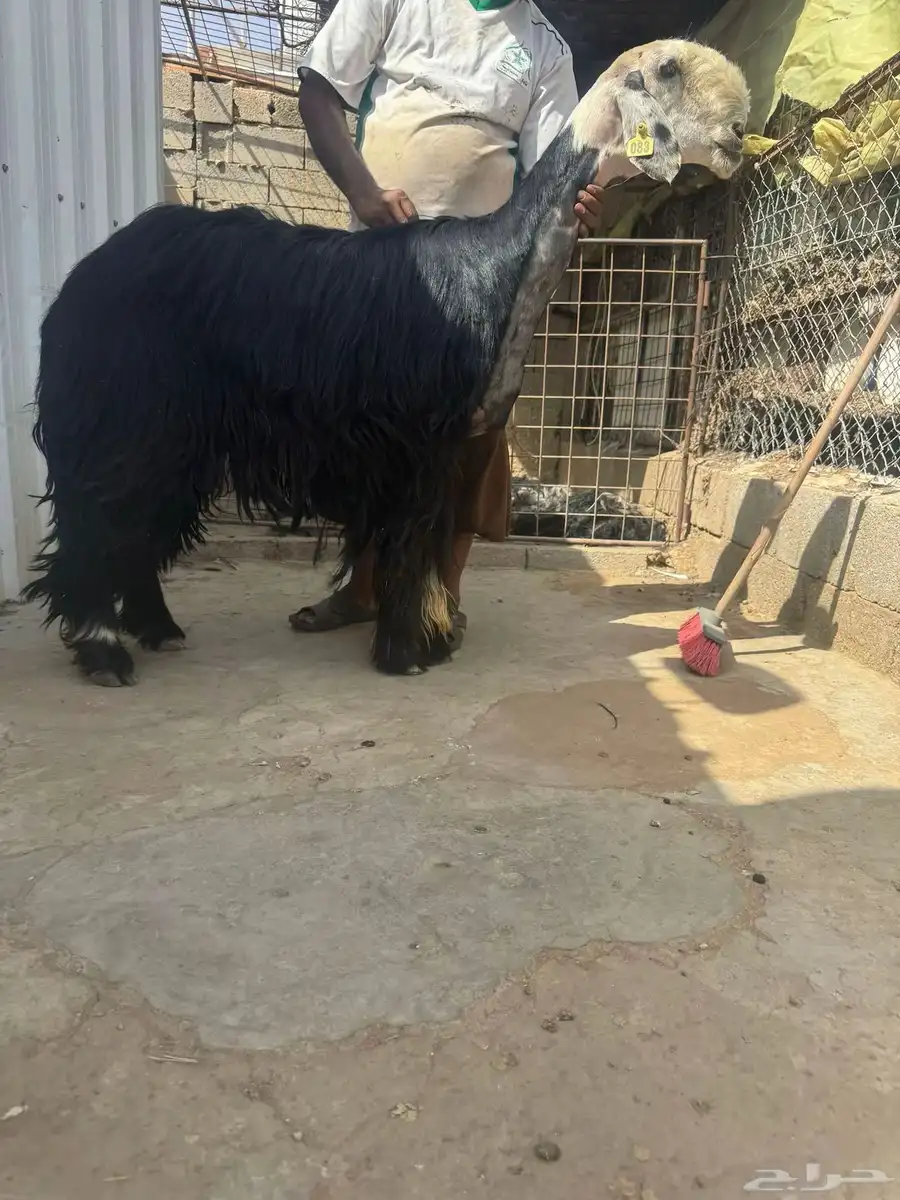 شياه نوادر 3