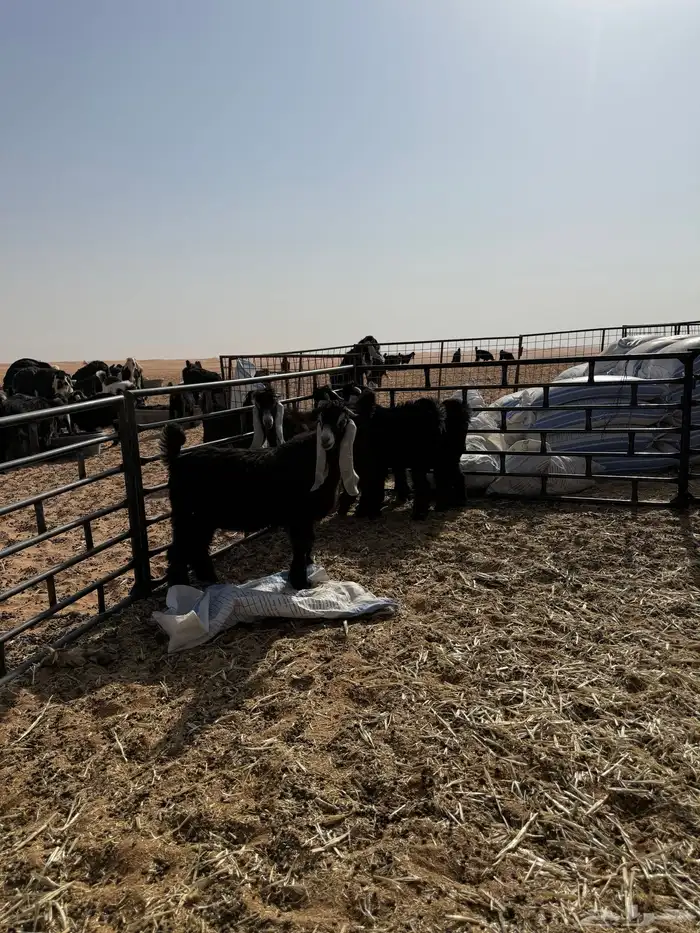 اربع تيوس بريه احوالها النص الموقع ام الجماجم 1
