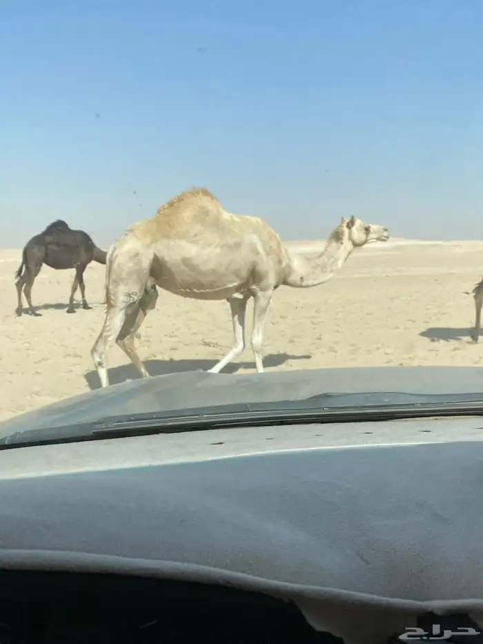 النعيريه 1