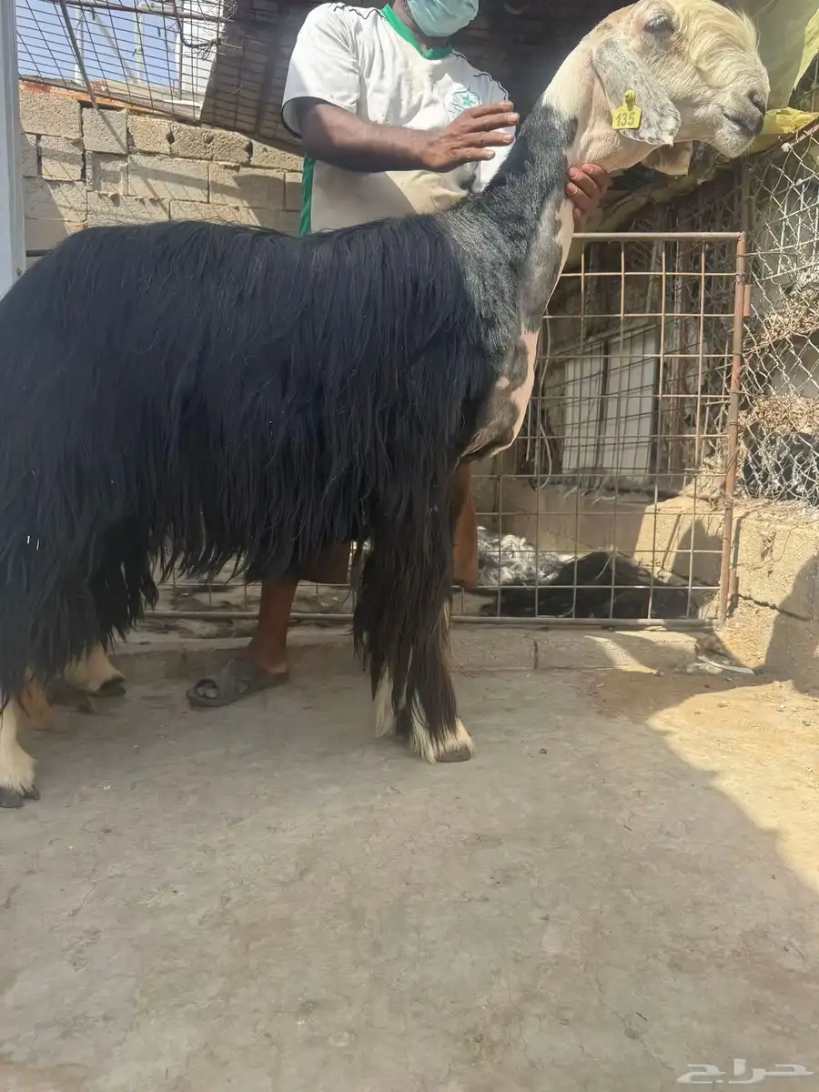 شياه نوادر 0