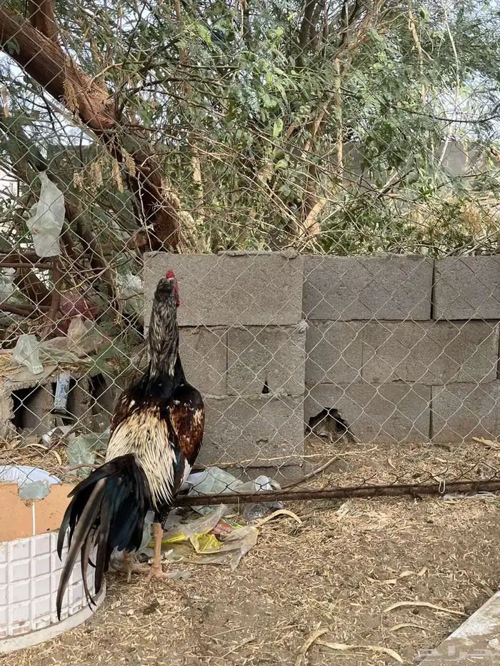 ديك سندي 1