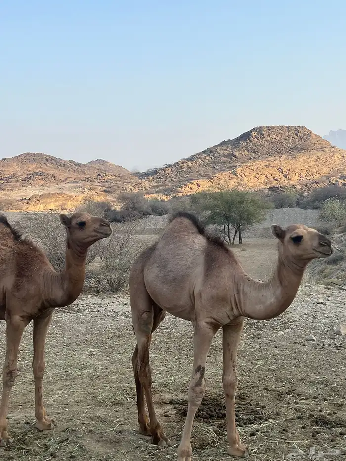 قعدان 2العمر 4شهور أو خمسه شهور 1
