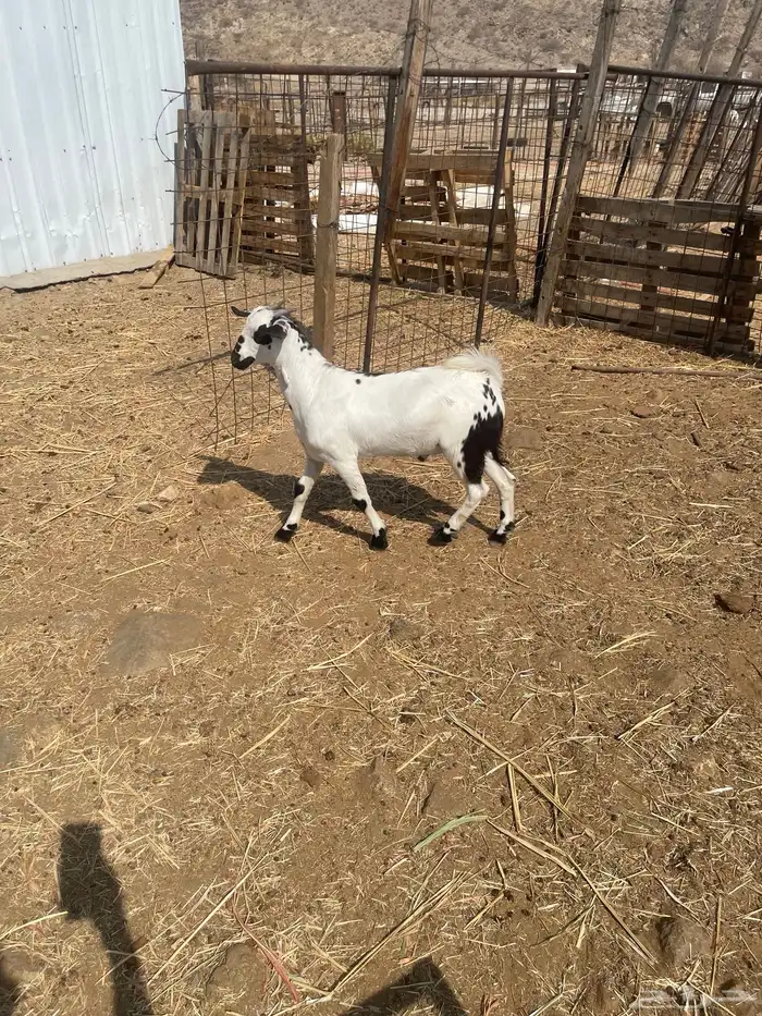 العدد4 تيوس بيشيه بلدي من حلالي اعمارها6 اشهر مقفله شحم 6