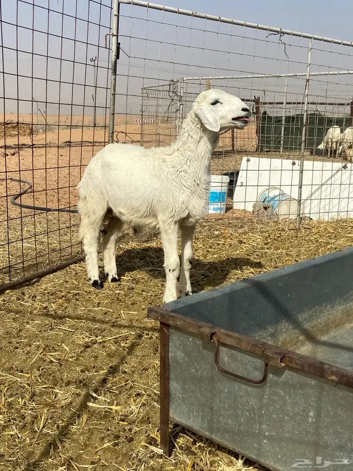 خروف حري طيب شحم 9